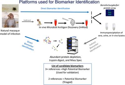 Frontiers | Multi-platform Approach For Microbial Biomarker ...